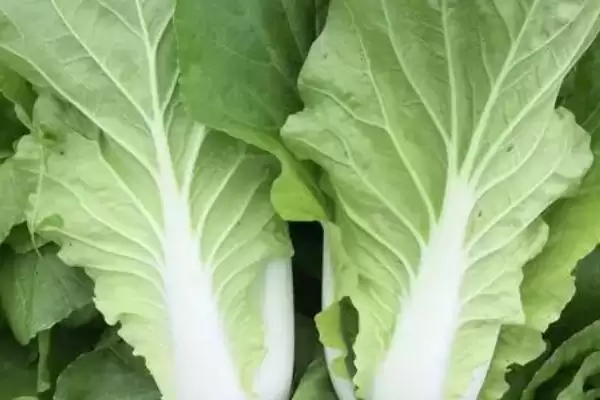 图片[4]-夏天种能快速生长蔬菜的种类和要点？夏天选种速生蔬菜需关注哪些品种？-会东网