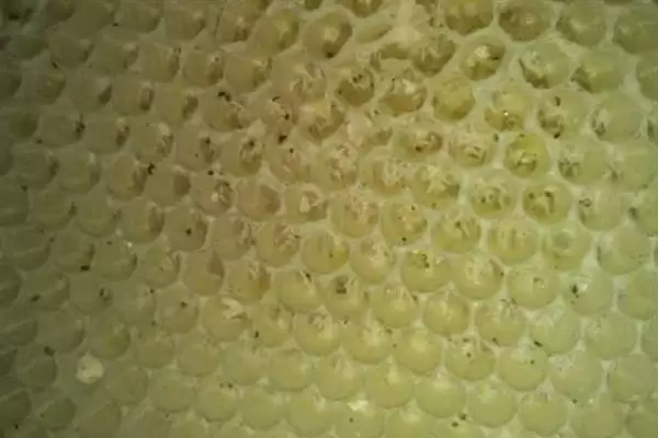 图片[6]-蜜蜂工产介王后的恢复时间，与工产的程度以及蜂王有关-会东网