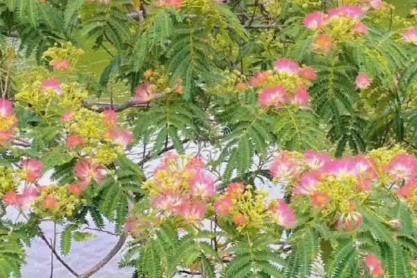图片[4]-合欢花能不能吃，可冲泡饮用或做粥食用-会东网