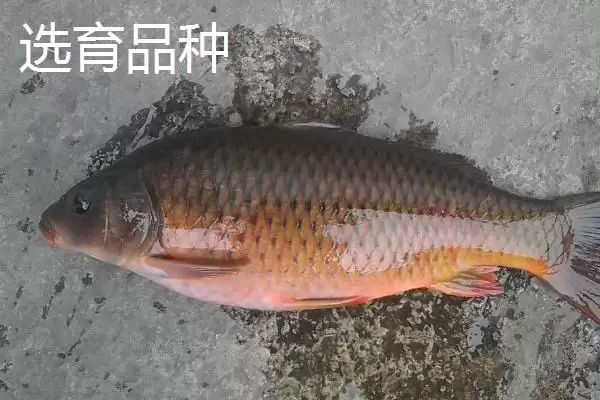 图片[5]-鲤鱼的适宜垂钓时间 ,鲤鱼在不同季节何时好钓？-会东网