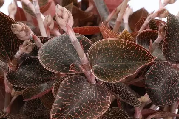 金线莲的品种 ,常见的金线莲有哪些品种呢插图5 金线莲的品种 ,常见的金线莲有哪些品种呢插图5