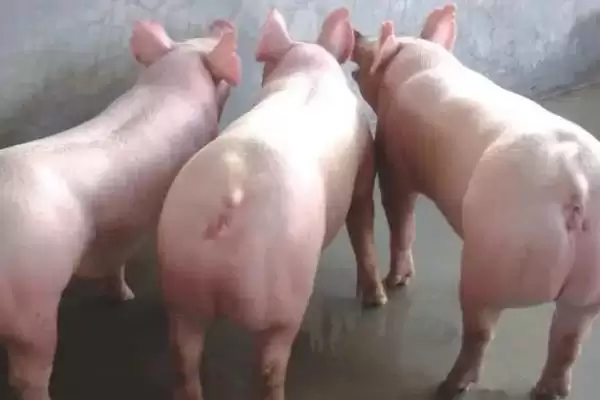 母猪的饲养方法有哪些要点呢,初产母猪妊娠初以青粗饲料为主插图2