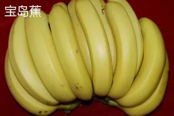 图片[10]-台湾香蕉的主要栽培品种，常见的有李林蕉、玫瑰蕉、旦蕉等-会东网