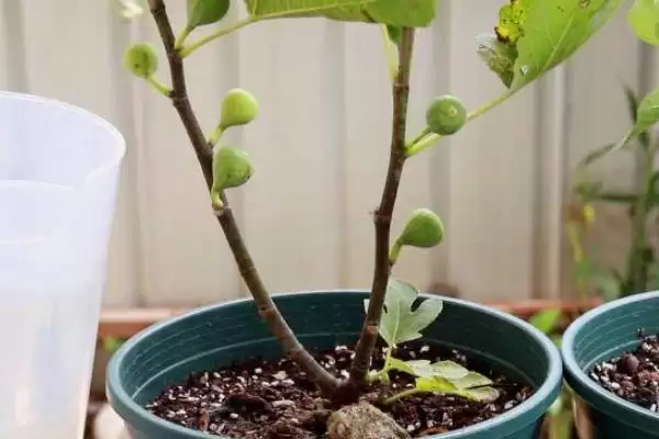 图片[4]-无花果有花吗，无花果有花-会东网