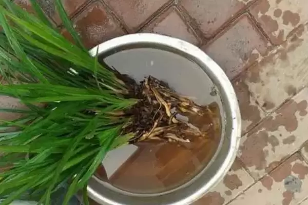 图片[3]-兰花的种植方法 ,兰花种植前消毒杀菌有何重要性？-会东网