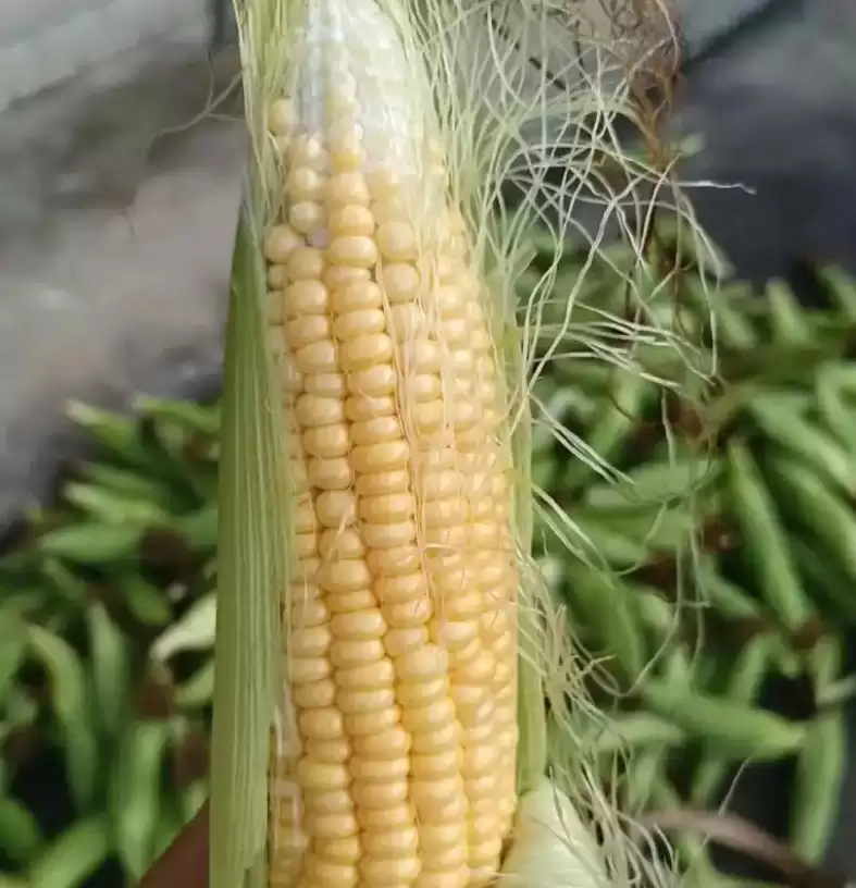 玉米种植全攻略：从选种到丰收的智慧-会东网
