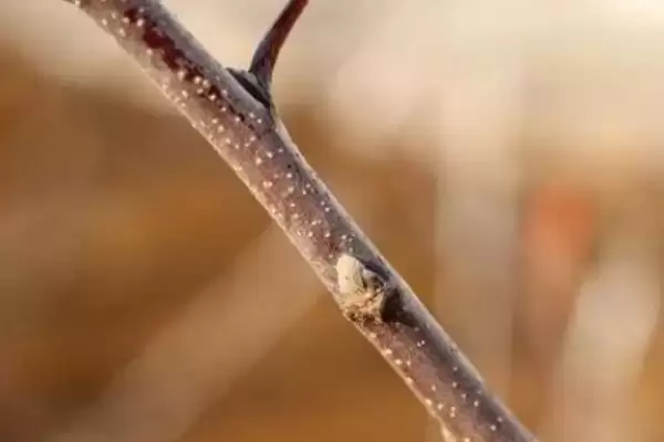 苹果树的存活时间,一般能达到50年左右插图2 苹果树的存活时间,一般能达到50年左右插图2