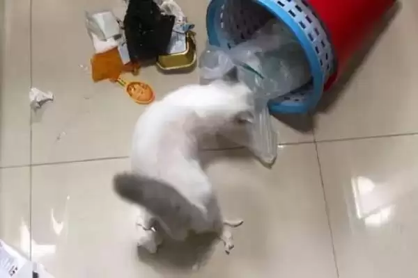 猫为什么会出现乱吃东西现象 ,猫乱吃东西一般因缺乏微量元素插图1 猫为什么会出现乱吃东西现象 ,猫乱吃东西一般因缺乏微量元素插图1