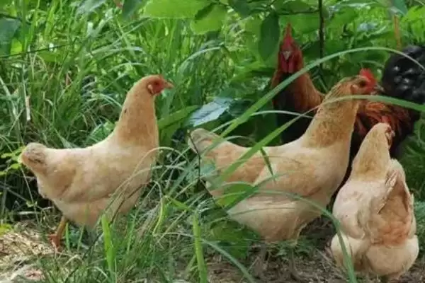 计算散养土鸡成本的方法和重点?养鸡要做好哪些成本核算?插图16 计算散养土鸡成本的方法和重点?养鸡要做好哪些成本核算?插图16