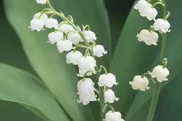 图片[5]-铃兰的植物简介 ,铃兰为什么是我国传统中药材？-会东网