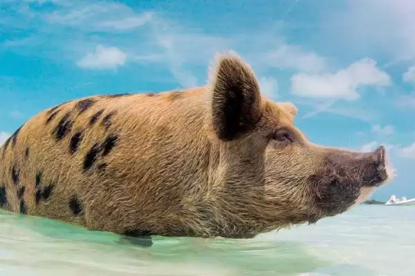 牛羊猪的游泳技能大揭秘:天生会游泳的奇妙事实插图3 牛羊猪的游泳技能大揭秘:天生会游泳的奇妙事实插图3