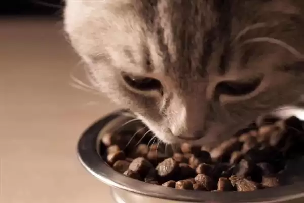 猫咪吃干粮和湿粮各有什么优缺点 ,干粮价低易胖湿粮补水期短插图2