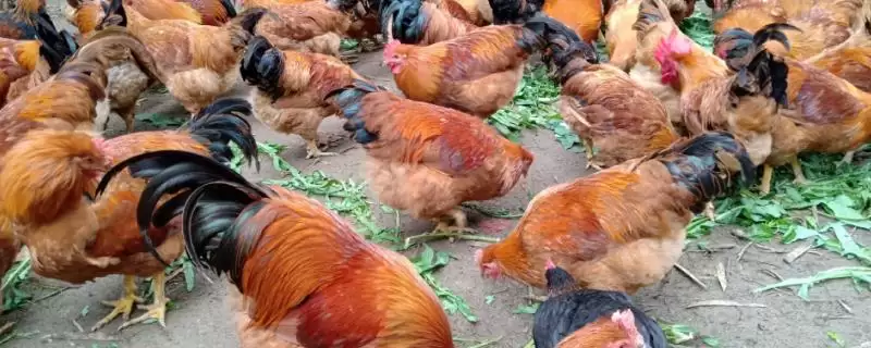 了解养鸡需办手续流程的方法和重点?养鸡要做好哪些开办手续办理?-会东网