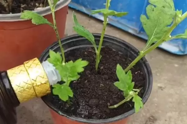 菊花的开花时间 ,菊花大多在什么月份开花呢?插图6 菊花的开花时间 ,菊花大多在什么月份开花呢?插图6