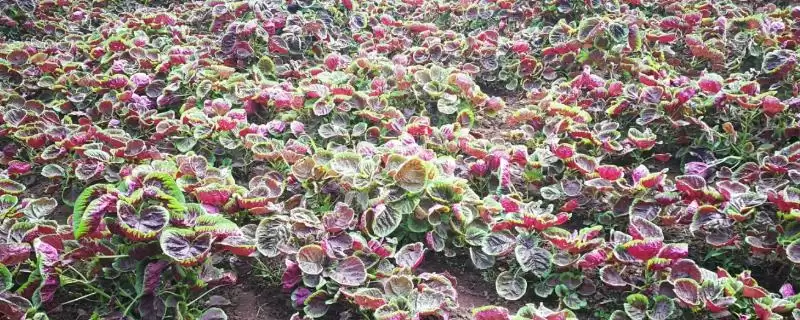 目前哪些野菜具有种植前景呢,芦蒿、苋菜、苦菜等野菜有种植前景-会东网