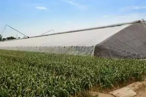 防治病虫害的适宜适期，害虫幼龄期、危险生育期、天敌敏感期适合用药插图14