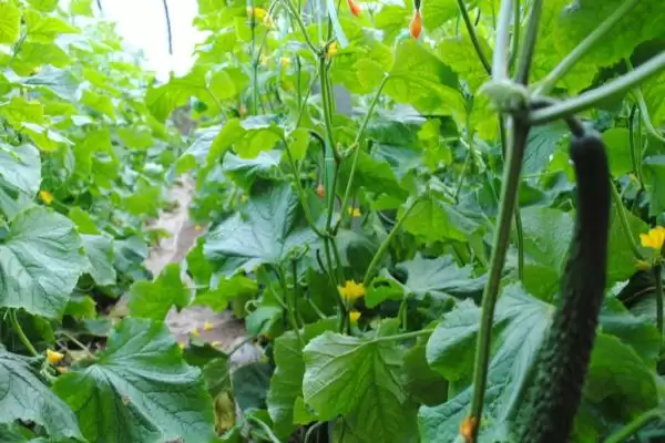 防治黄瓜皴皮的方法和重点？种黄瓜防皴皮要做好哪些细节？插图3