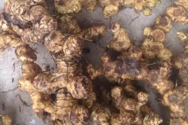 了解野生鸡头参价格的方法和重点?养鸡要做好哪些中药材产业关联?插图2 了解野生鸡头参价格的方法和重点?养鸡要做好哪些中药材产业关联?插图2