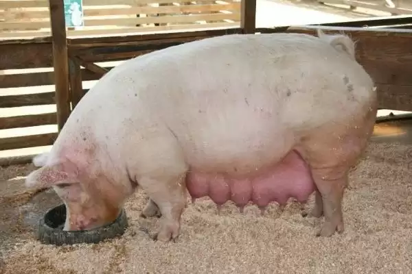 母猪产后不吃食应该怎么办呢,母猪产后不吃食需依实际情况采取措施插图2