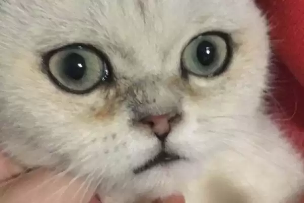 猫感冒流鼻涕严重吗 ,猫普通感冒流鼻涕严重不插图2