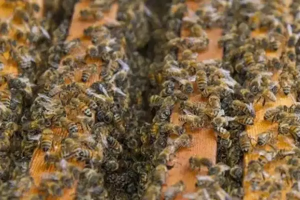 蜜蜂几月份开始秋繁,因各地气候不同而不同插图1 蜜蜂几月份开始秋繁,因各地气候不同而不同插图1