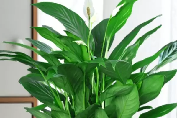 有哪些适合寝室养的植物，可以养绿萝、苹果竹芋等插图4