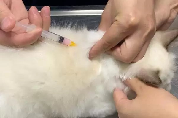 猫传腹腹水能抽水治疗吗 ,猫传腹腹水何时抽水缓解插图3