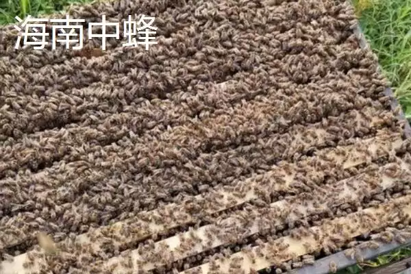 图片[12]-海南中蜂品种介绍，群势较小但具有较强的采集能力-会东网