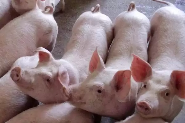 判断育肥猪体温 40 度是否正常的方法和重点?养猪要做好哪些体温监测细节?插图2 判断育肥猪体温 40 度是否正常的方法和重点?养猪要做好哪些体温监测细节?插图2