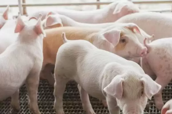 生猪快速育肥的方法和重点?养猪要做好哪些育肥条件细节?插图1 生猪快速育肥的方法和重点?养猪要做好哪些育肥条件细节?插图1