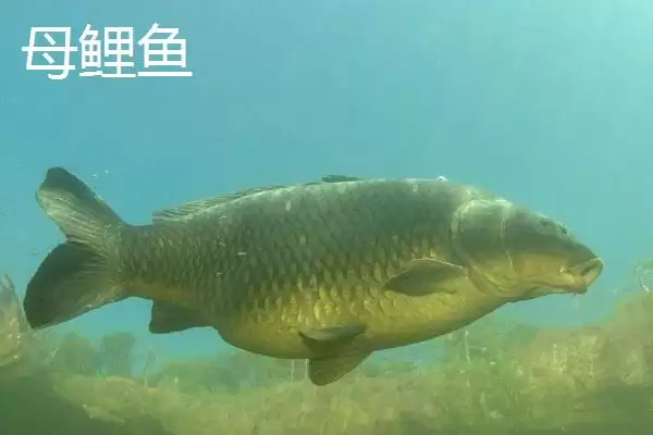 图片[3]-鲤鱼公母的区分方法 ,有哪些技巧可区分鲤鱼公母？-会东网