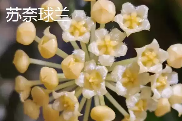 球兰养殖技巧与注意事项：“见干见湿”浇水原则要点插图5