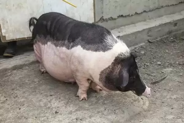 探究猪低温不食原因的方法和重点？养猪要做好哪些健康诊断与护理细节？插图3