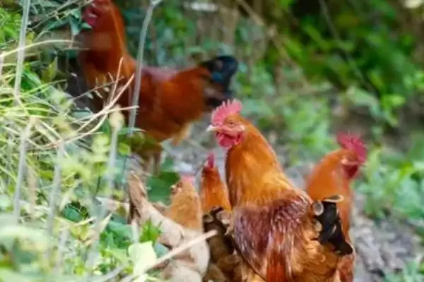 挑选优质鸡品种的方法和重点?养鸡要做好哪些品种甄别?插图3 挑选优质鸡品种的方法和重点?养鸡要做好哪些品种甄别?插图3