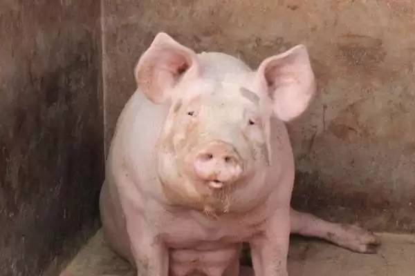 母猪配种的最佳时期是什么时候呢,母猪适宜配种期为排卵前 2-3 小时插图3 母猪配种的最佳时期是什么时候呢,母猪适宜配种期为排卵前 2-3 小时插图3