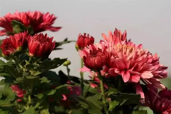 菊花与花序的关系 ,菊花为什么说是一个花序呢?插图4 菊花与花序的关系 ,菊花为什么说是一个花序呢?插图4