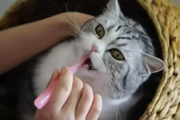 猫咪掉牙齿是因为什么 ,换牙期或牙周炎致使猫咪掉牙插图3