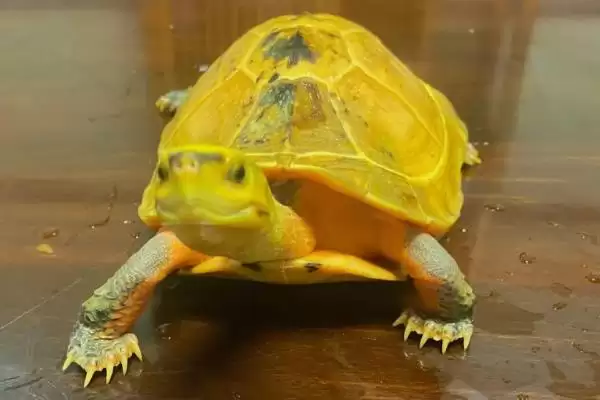 金钱龟与巴西龟的区别 ,金钱龟和巴西龟有何不同之处插图5