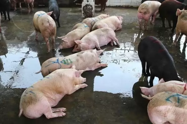 了解猪贩子挑猪方法的方法和重点?养猪要做好哪些销售前准备细节?插图1 了解猪贩子挑猪方法的方法和重点?养猪要做好哪些销售前准备细节?插图1