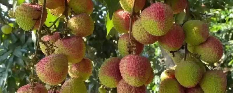认识名贵优质荔枝品种的方法和重点？认识名贵优质荔枝品种要做好哪些细节？-会东网