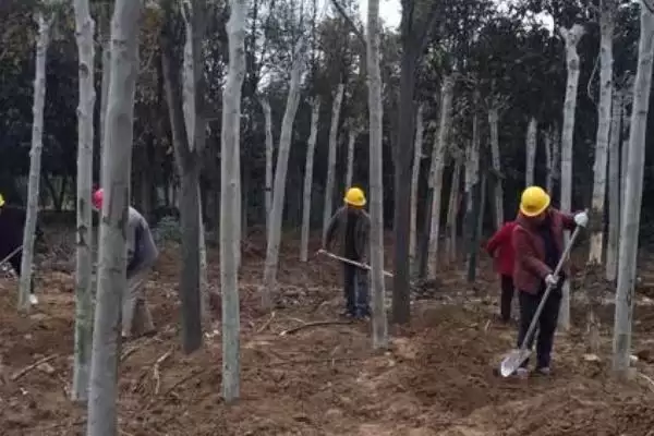 图片[4]-树木移栽后出现萎蔫情况怎么办？应对树木移栽后萎蔫要采取哪些有效措施？-会东网