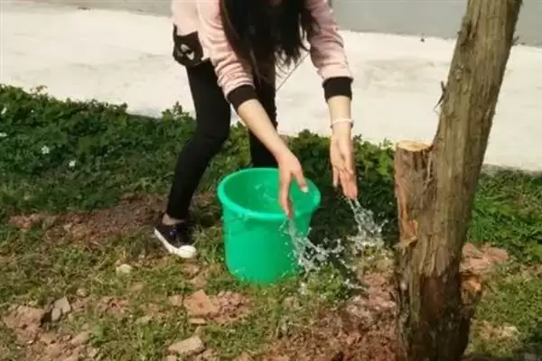 图片[6]-辛夷花的基本介绍和要点？了解辛夷花需关注哪些关键信息？-会东网