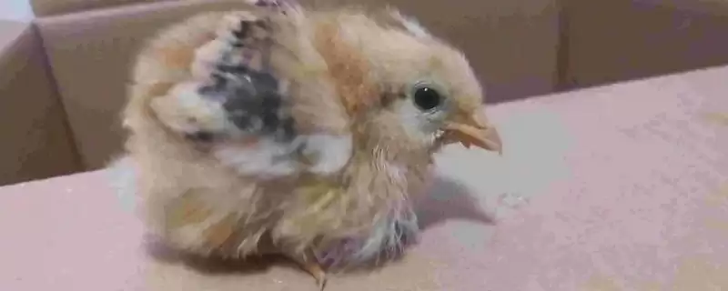 治疗小鸡站不起来病症的方法和重点？养鸡要做好哪些健康护理？-会东网