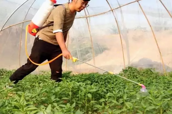 辣椒落花落果落叶的原因 ,辣椒疮痂病如何导致三落现象？插图3