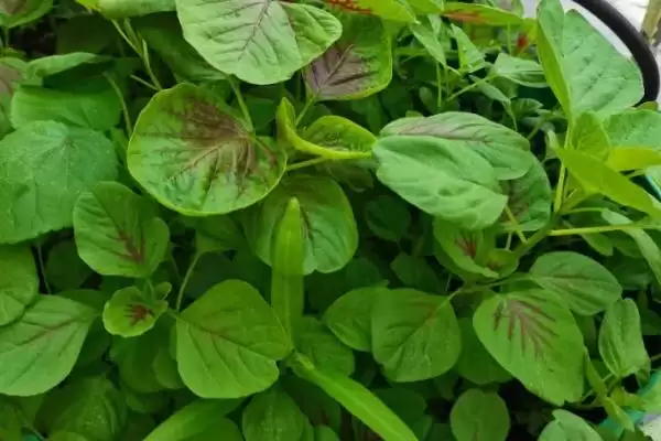 图片[3]-目前哪些野菜具有种植前景呢,芦蒿、苋菜、苦菜等野菜有种植前景-会东网