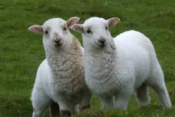 家畜饲养的情况,大多数企业都处于传统粗放型的发展状态插图4 家畜饲养的情况,大多数企业都处于传统粗放型的发展状态插图4