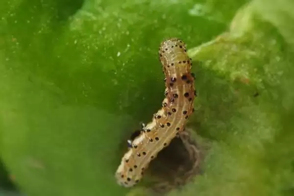 图片[4]-有哪些蛀食性害虫，包括小蠹科、透翅蛾科、象甲科等种类-会东网