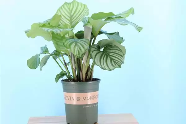 青苹果竹芋怎么养爆盆,在生长期每周施加一次稀薄的有机肥插图3 青苹果竹芋怎么养爆盆,在生长期每周施加一次稀薄的有机肥插图3