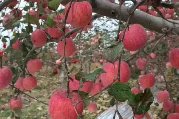 苹果膨大期的管理方法，要做好修剪、套袋、病虫防治等工作插图3