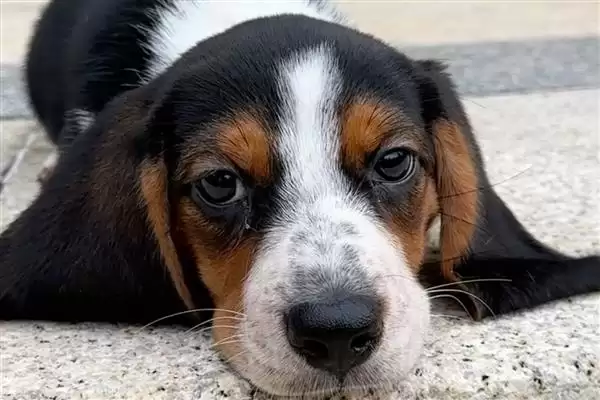 图片[2]-犬肺动脉瓣狭窄症状解析：运动呼吸困难、肝脏肿大等表现-会东网